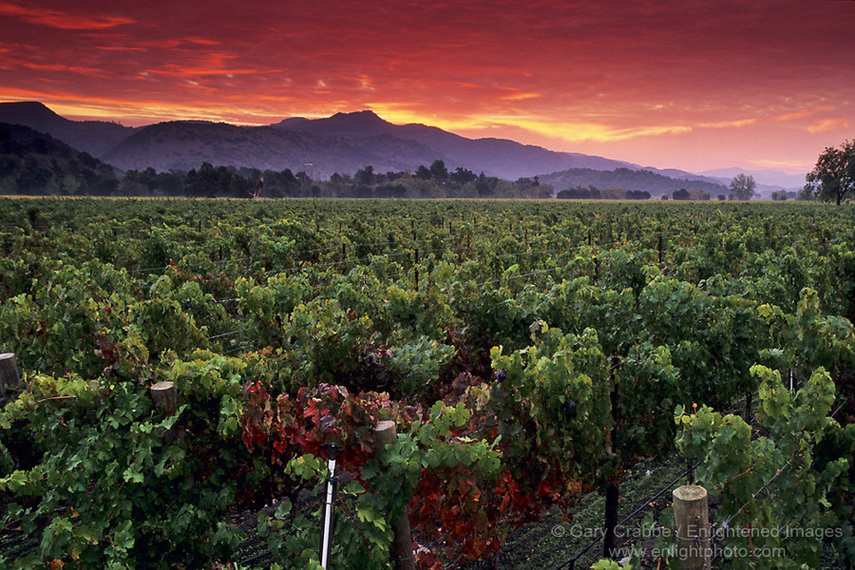 Napa_1232a_900