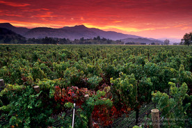 Napa_1232a_900