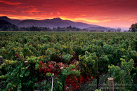 Napa_1232a_900