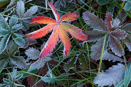 Frosted_autumn_plants2