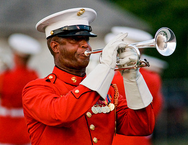 Marine_trumpeter