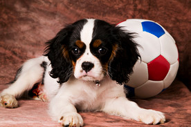 Puppyba