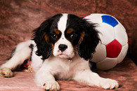 Puppyba