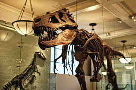 Dino_7867x_ed4x5